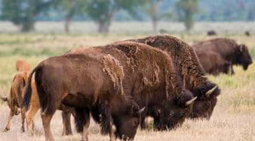 Bison Cows And Their Lighter Colored Babies Graze In A Field In The Greater Yellowstone Ecosystem