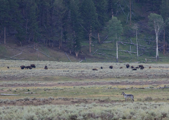 A Grey Wolf Watches A Herd Of Bison Across The Flats In The Lamar Valley Of Yellowstone National Park