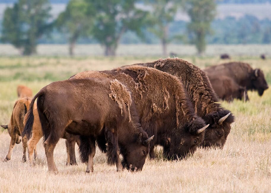 Bison Cows And Their Lighter Colored Babies Graze In A Field In The Greater Yellowstone Ecosystem