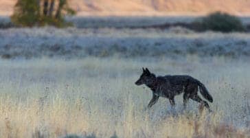 A Grey Wolf Traverses The Flats In Lamar Valley In The Northern Range Of Yellowstone National Park