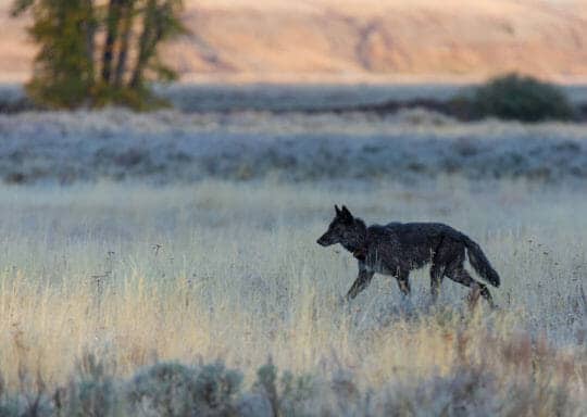 A Grey Wolf Traverses The Flats In Lamar Valley In The Northern Range Of Yellowstone National Park