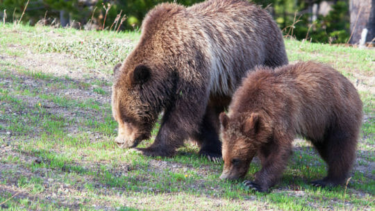 A Mother Grizzly And Her Cub Graze On Summer Grasses In The Greater Yellowstone Ecosystem