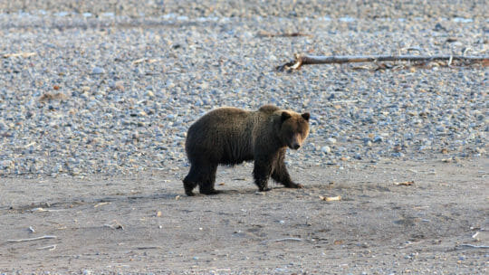 A Grizzly Bear Walks Along The Lamar River In The Lamar Valley Of Yellowstone National Park