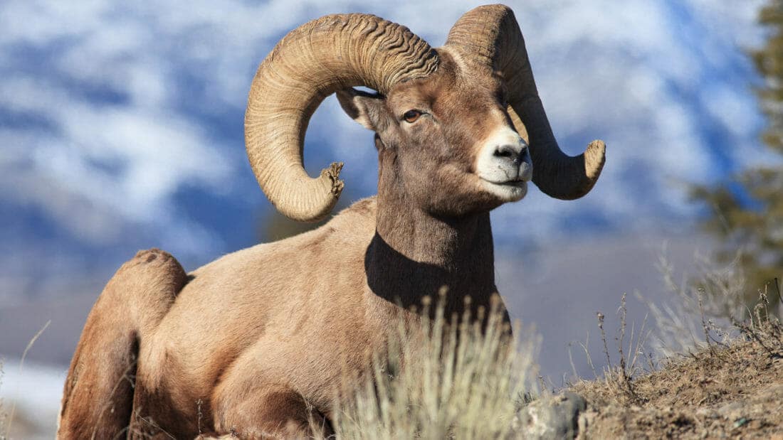 A Bighorn Sheep Ram Lays Down For A Rest In The Sunshine In The Northern Range Of Yellowstone National Park