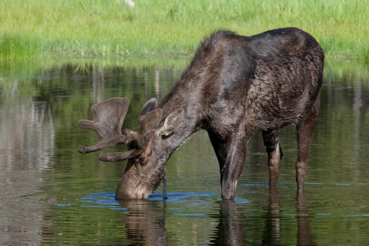 A Young Bull Moose Feeds On Aquatic Vegetation In The Greater Yellowstone Ecosystem