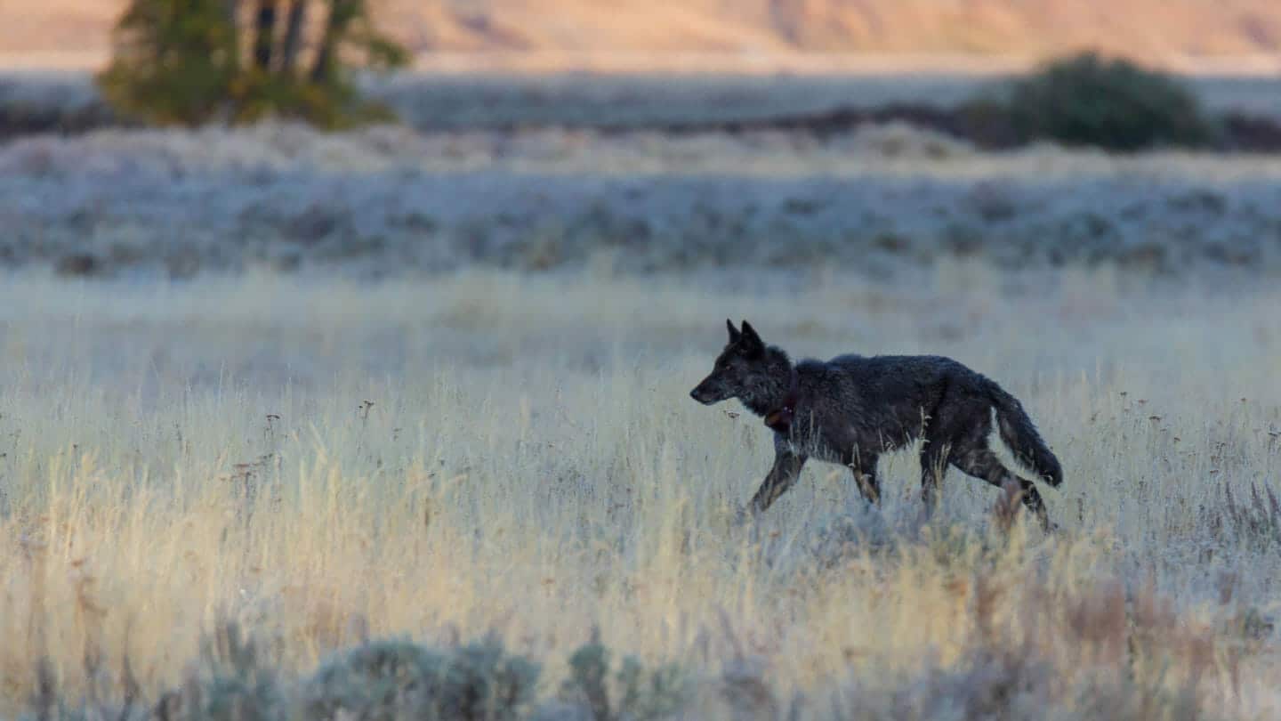 A Black Colored Grey Wolf Traverses The Lamar Valley In Yellowstone National Park