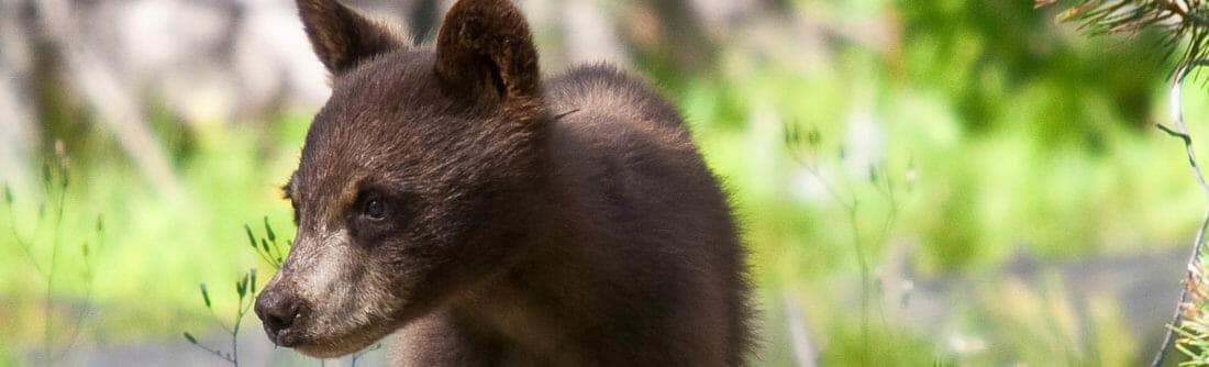 A Small Black Bear Cub Stands On A Fallen Tree In The Greater Yellowstone Ecosystem