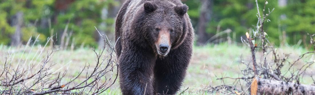 A Large Grizzly Bear Walks In A Clearing In The Greater Yellowstone Ecosystem