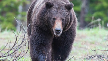 A Large Grizzly Bear Walks In A Clearing In The Greater Yellowstone Ecosystem