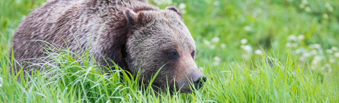 A Grizzly Bear Grazes On A Meadow Of Grasses In The Greater Yellowstone Ecosystem