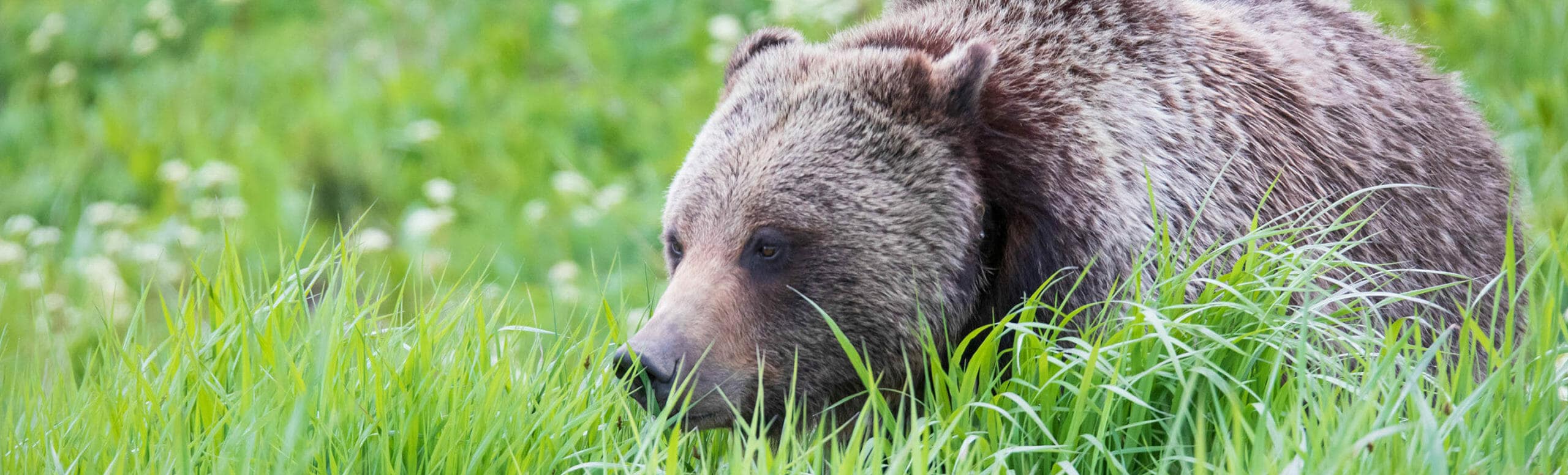 A Grizzly Bear Grazes On A Meadow Of Grasses In The Greater Yellowstone Ecosystem