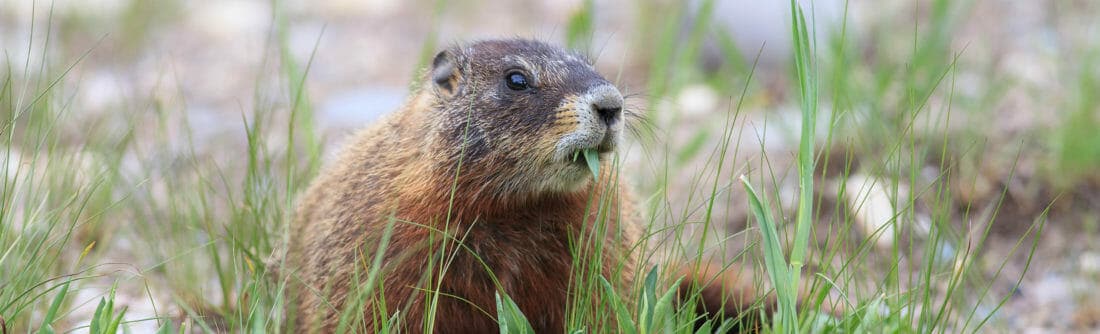 A Marmot Feeds On Grasses In The Greater Yellowstone Ecosystem