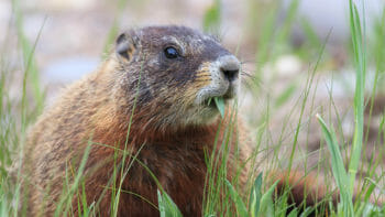 A Marmot Feeds On Grasses In The Greater Yellowstone Ecosystem
