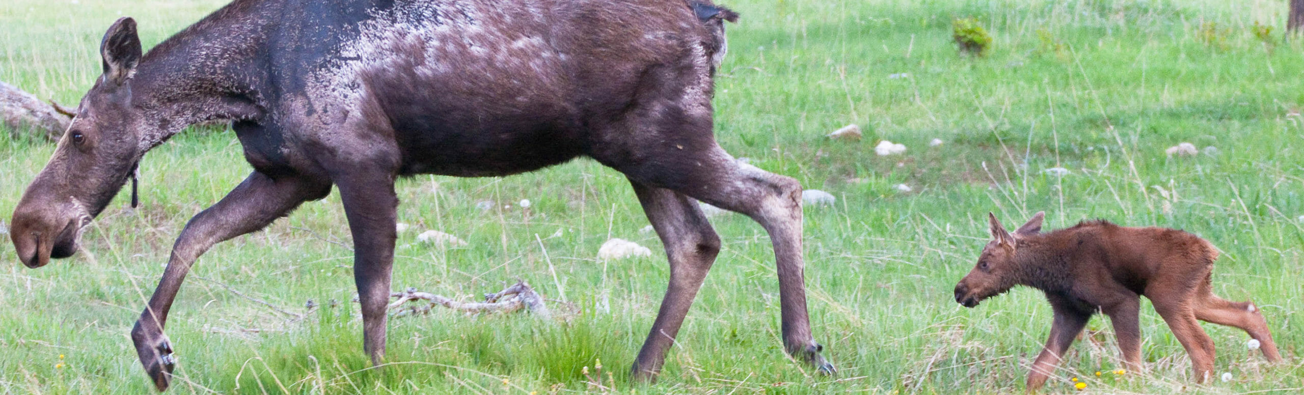 A Cow Moose And Her Baby Calf Walk Through A Meadow In The Greater Yellowstone Ecosystem
