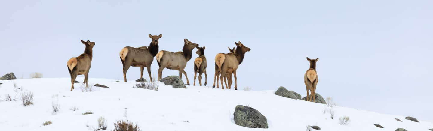 A Small Herd Of Elk Crests A Snowy Ridgeline While Migrating In The Northern Range Of Yellowstone National Park