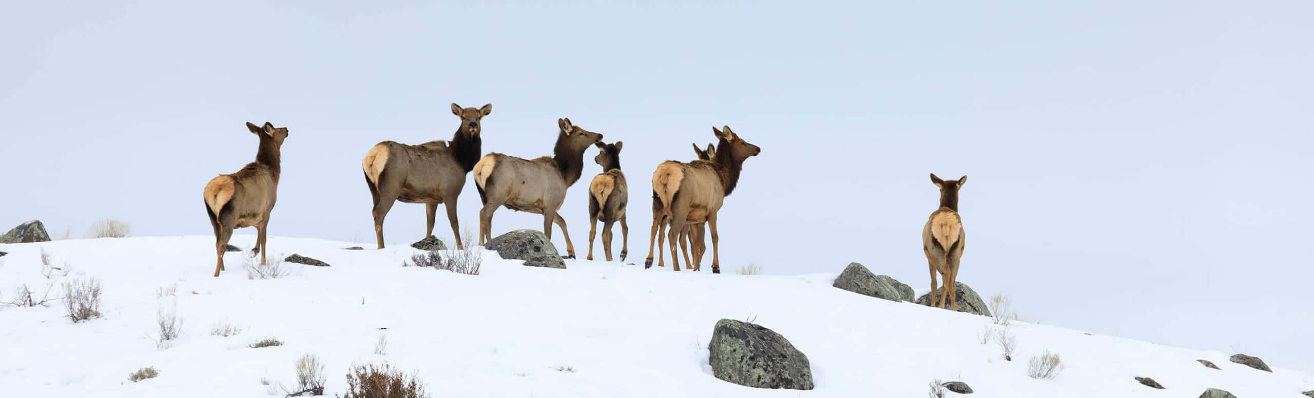 A Small Herd Of Elk Crests A Snowy Ridgeline While Migrating In The Northern Range Of Yellowstone National Park