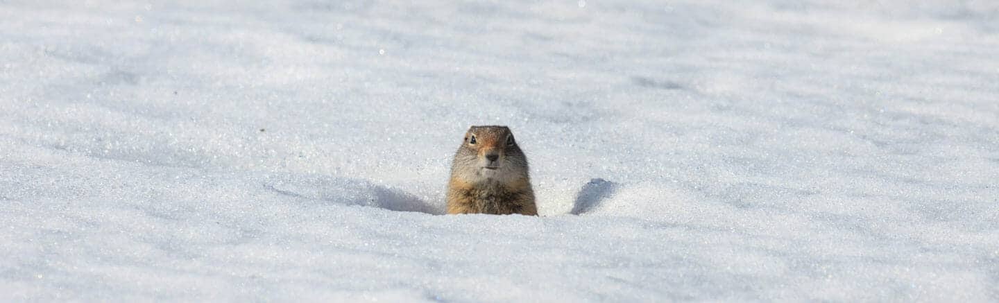 A Uinta Ground Squirrel Pops Its Head Up In The Snow To Look Around In The Lamar Valley Of Yellowstone National Park