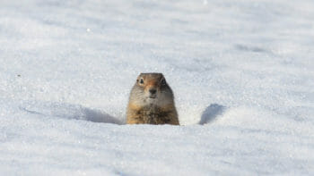 A Uinta Ground Squirrel Pops Its Head Up In The Snow To Look Around In The Lamar Valley Of Yellowstone National Park