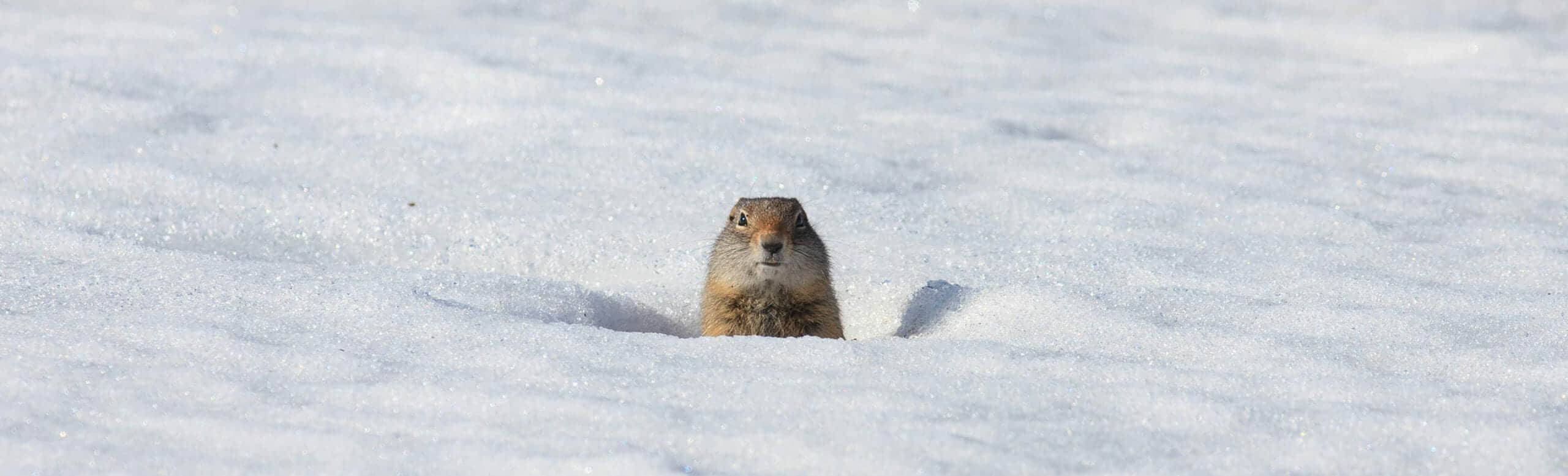 A Uinta Ground Squirrel Pops Its Head Up In The Snow To Look Around In The Lamar Valley Of Yellowstone National Park
