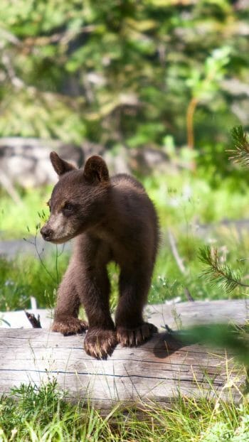 A Black Bear Cub Stands On A Fallen Tree In The Greater Yellowstone Ecosystem