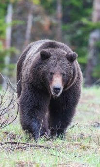 A Large Grizzly Bear Walks In A Clearing In The Greater Yellowstone Ecosystem