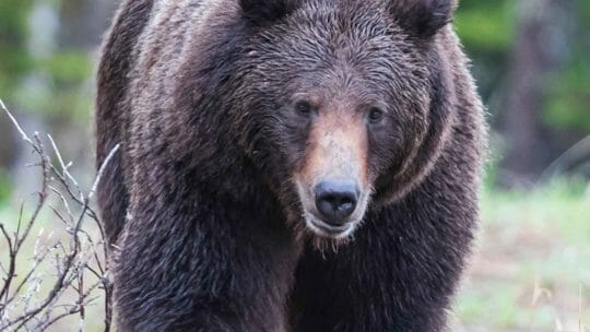 A Large Grizzly Bear Walks In A Clearing In The Greater Yellowstone Ecosystem