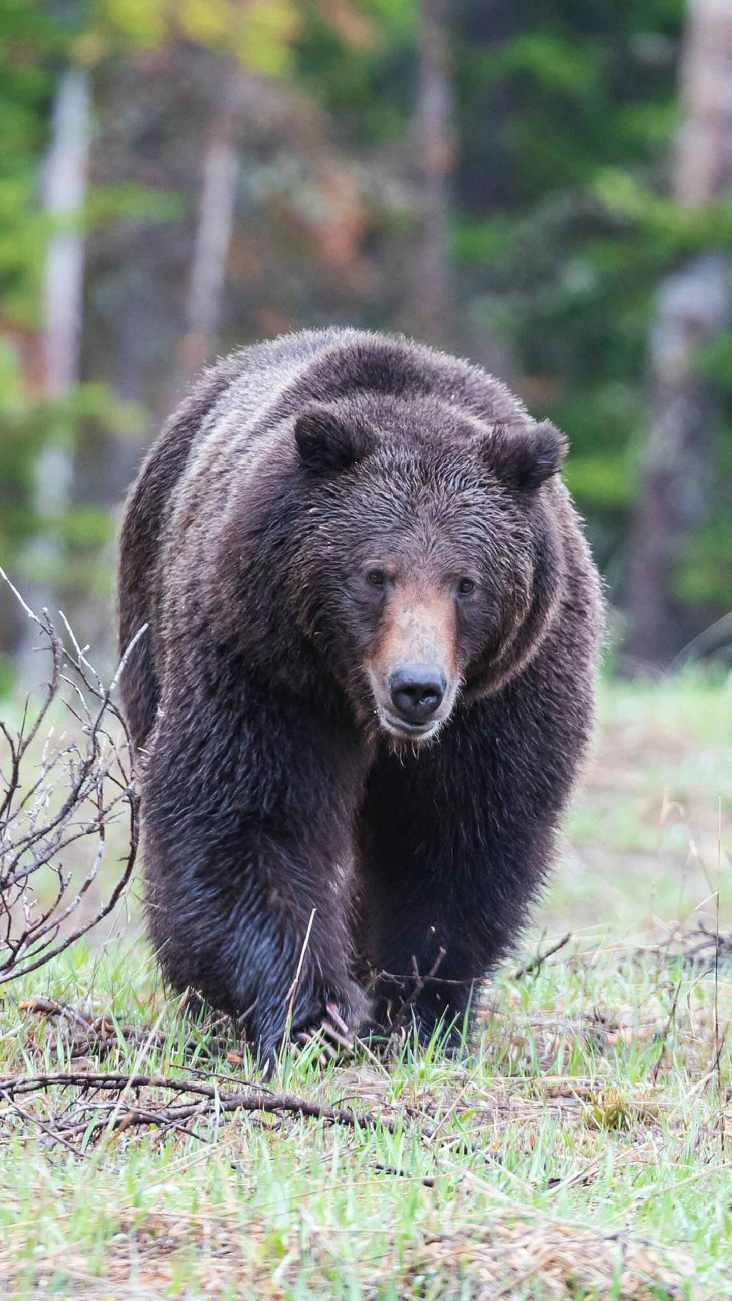 Yellowstone Family Tours- Yellowstone Safari Company