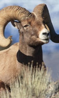A Bighorn Sheep Ram Lays Down For A Rest In The Sunshine In The Northern Range Of Yellowstone National Park