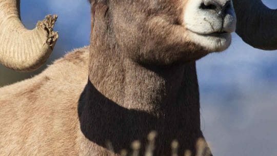 A Bighorn Sheep Ram Lays Down For A Rest In The Sunshine In The Northern Range Of Yellowstone National Park