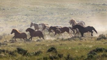 A Herd Of Wild Horses Kicks Up Dust As They Cross The High Desert Of The McCullough Peaks Wildlife Management Area