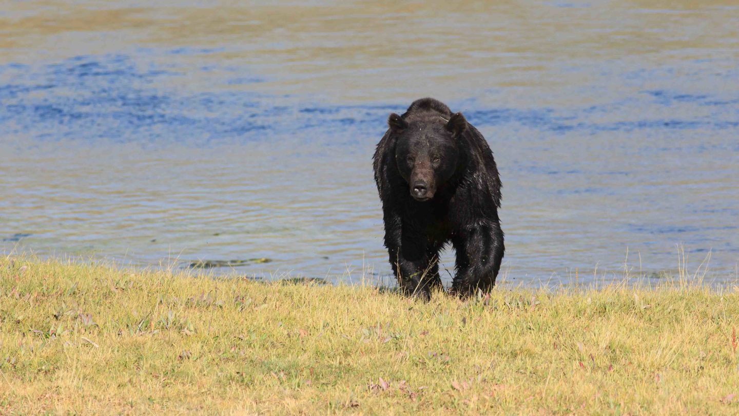 A Soaking Wet Grizzly Bear Leaves The River In The Hayden Valley In Yellowstone National Park