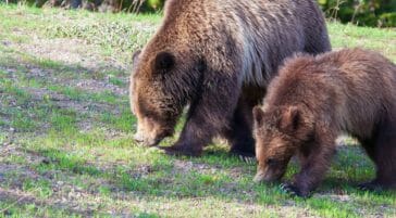 A Mother Grizzly And Her Cub Graze On Summer Grasses In The Greater Yellowstone Ecosystem
