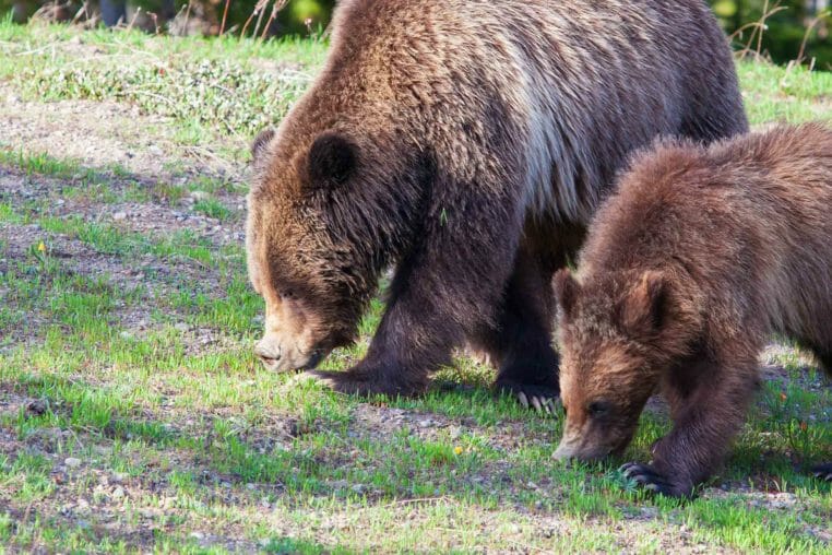 A Mother Grizzly And Her Cub Graze On Summer Grasses In The Greater Yellowstone Ecosystem