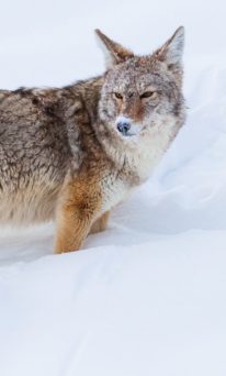 A Coyote's Face Is Covered With Snow While Sniffing Out Rodents In Yellowstone National Park