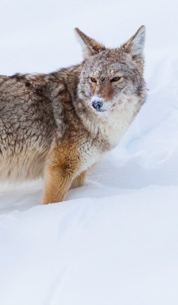 A Coyote's Face Is Covered With Snow While Sniffing Out Rodents In Yellowstone National Park