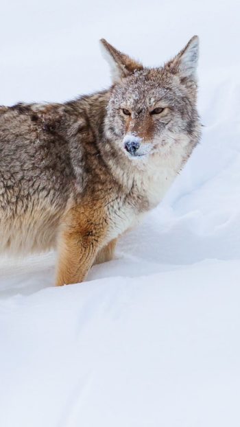 A Coyote's Face Is Covered With Snow While Sniffing Out Rodents In Yellowstone National Park