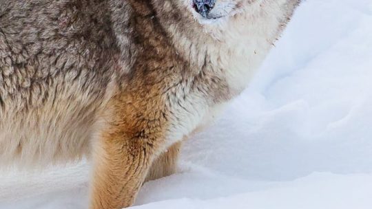 A Coyote's Face Is Covered With Snow While Sniffing Out Rodents In Yellowstone National Park