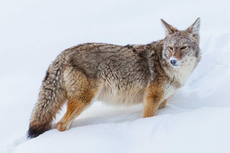 A Coyote's Face Is Covered With Snow While Sniffing Out Rodents In Yellowstone National Park