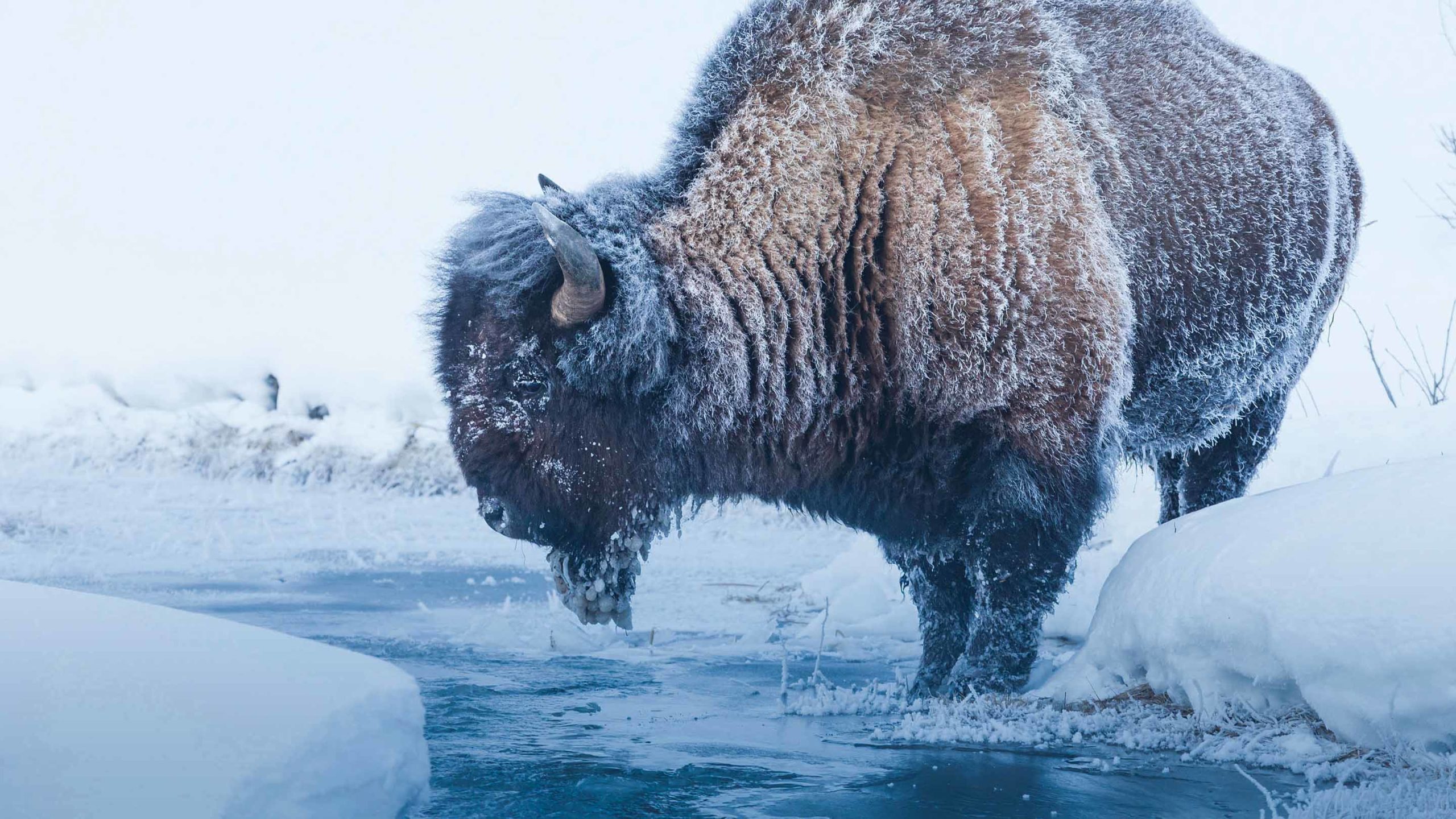 Winter Bison