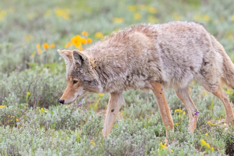 A Coyote Hunts For Prey In A Field Of Wildflowers In The Greater Yellowstone Ecosystem