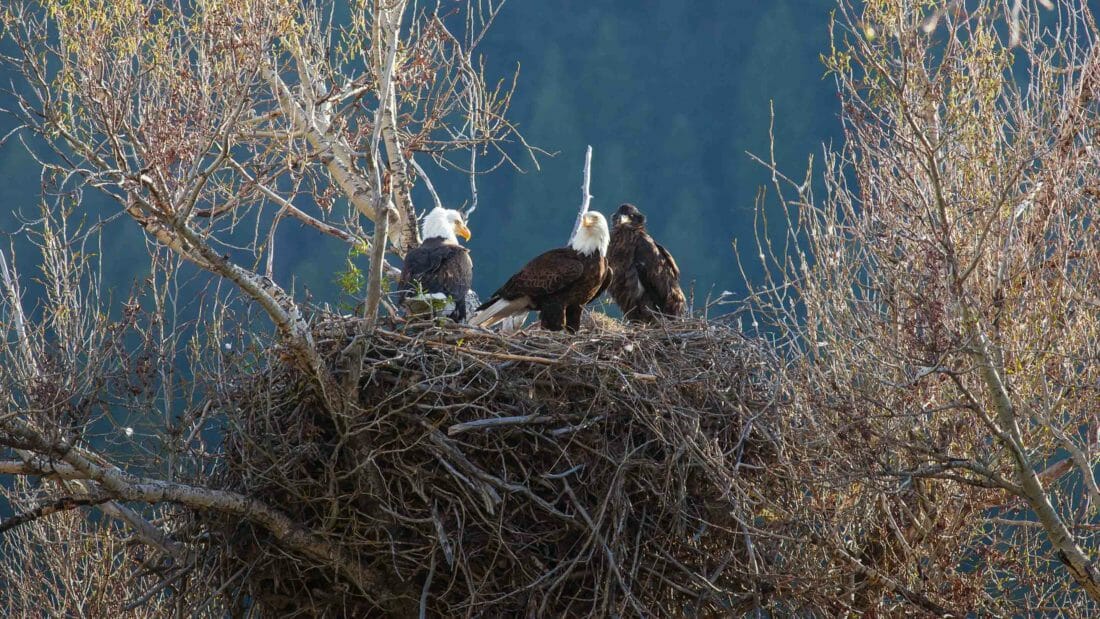 Bald Eagles Nest In A Cottonwood Tree Along A River In The Greater Yellowstone Ecosystem