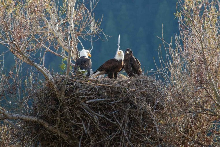 Bald Eagles Nest In A Cottonwood Tree Along A River In The Greater Yellowstone Ecosystem