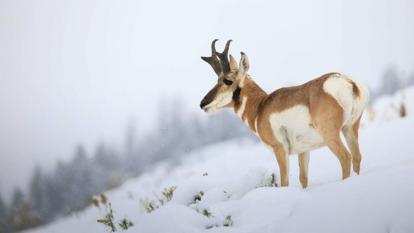 A Pronghorn Buck Looks Out Over A Snow Covered Field In The Greater Yellowstone Ecosystem