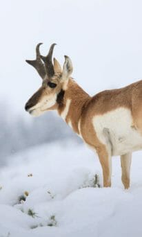 A Pronghorn Buck Looks Out Over A Snow Covered Field In The Greater Yellowstone Ecosystem