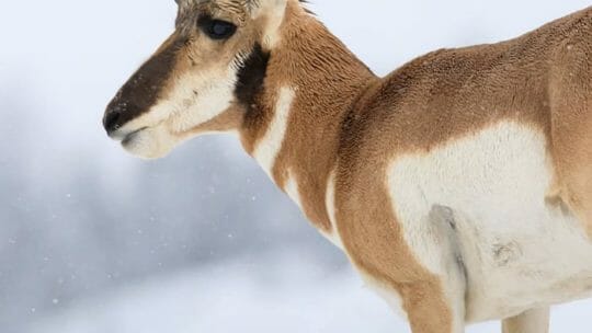 A Pronghorn Buck Looks Out Over A Snow Covered Field In The Greater Yellowstone Ecosystem