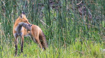 A Red Fox Holds A Ground Squirrel In Its Mouth From A Successful Hunt In Yellowstone National Park