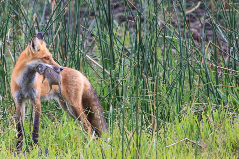 A Red Fox Holds A Ground Squirrel In Its Mouth From A Successful Hunt In Yellowstone National Park