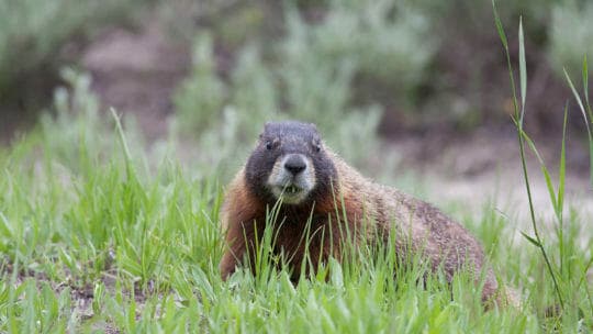 A Marmot Feeds On Grasses In The Greater Yellowstone Ecosystem