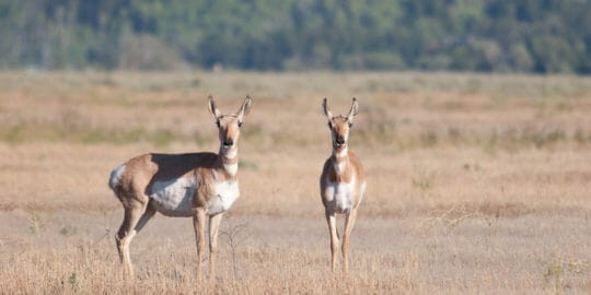 Two Pronghorn Stand Attentively In A Field In The Greater Yellowstone Ecosystem