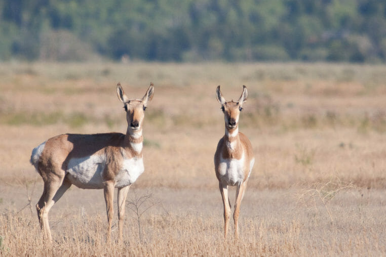 Two Pronghorn Stand Attentively In A Field In The Greater Yellowstone Ecosystem